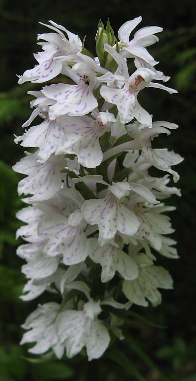 Dactylorhiza maculata - Geflecktes Knabenkraut - heath spotted orchid