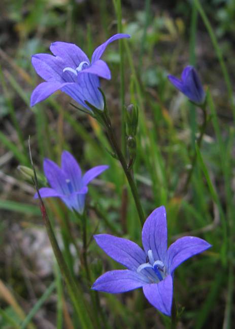 Campanula rapunculus - Rapunzel-Glockenblume - rampion bellflower