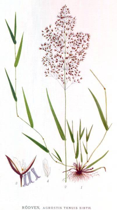 Agrostis capillaris - Rotes Straugras - colonial bentgrass