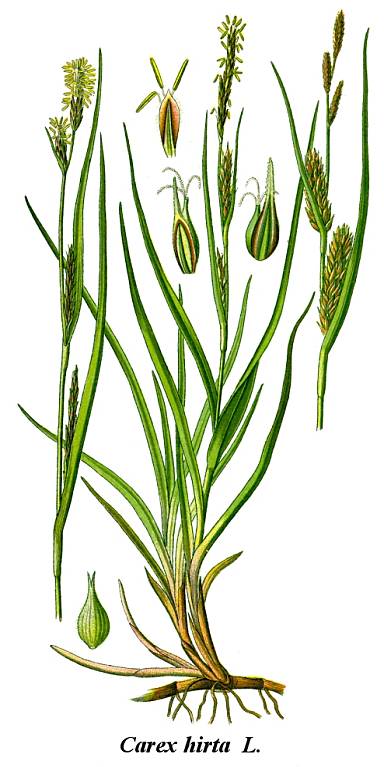 Carex hirta - Behaarte Segge - hairy sedge
