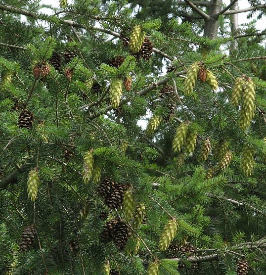 Pseudotsuga menziesii - Douglasie - Douglas fir