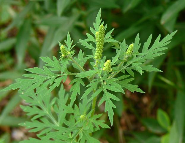 Ambrosia artemisiifolia - Beifublttriges Traubenkraut - common ragweed