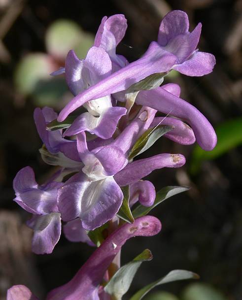 Corydalis cava - Hohler Lerchensporn - holewort