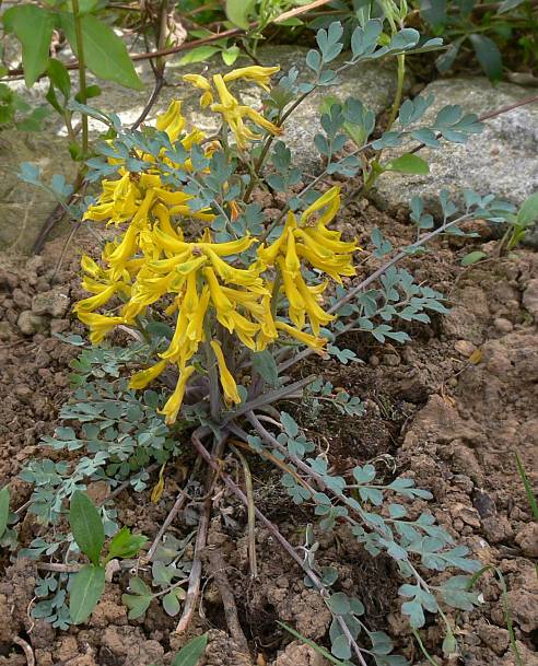 Corydalis wilsonii - Chinesischer Lerchensporn - -