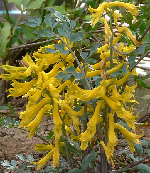 Corydalis wilsonii - Chinesischer Lerchensporn - -