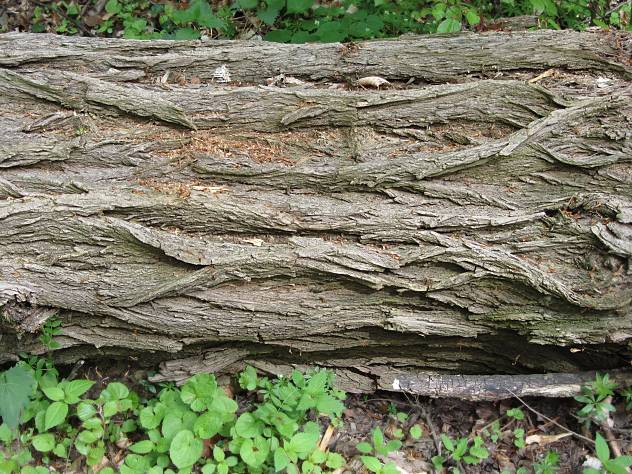 Robinia pseudoacacia - Robinie - black locust