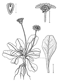 Bellis perennis © Spektrum Akademischer Verlag Heidelberg, aus Rothmaler, Band 3