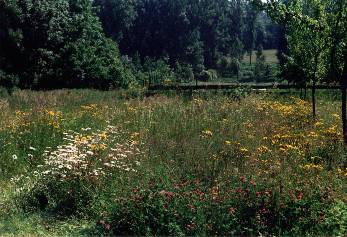 Blick über die Wiese ins Neckartal